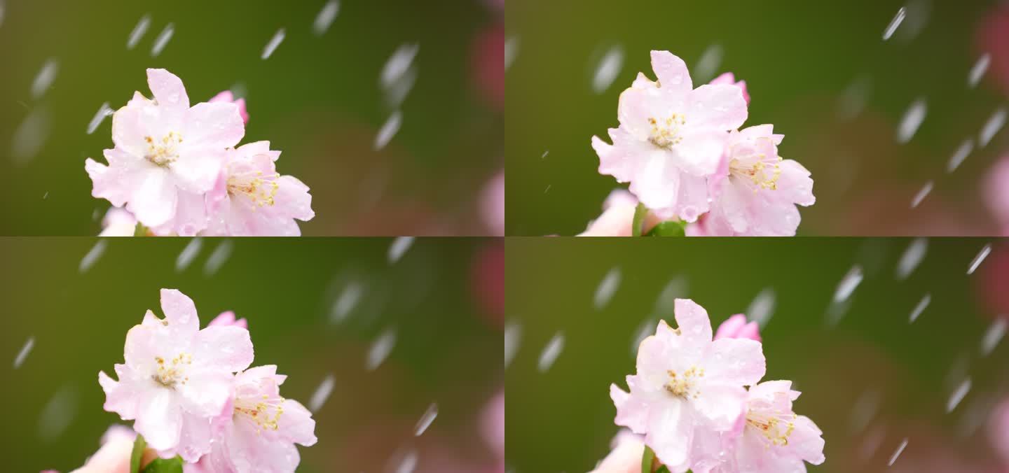 垂丝海棠 绿叶 细雨 22