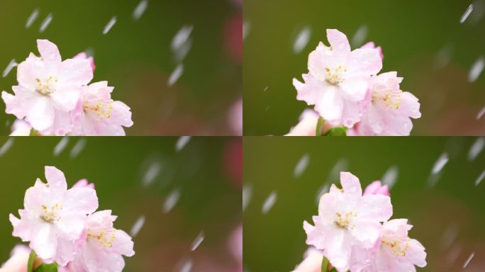 垂丝海棠 绿叶 细雨 22