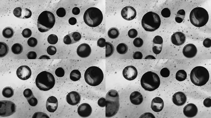 显微镜下白色背景下的球形突变细胞
