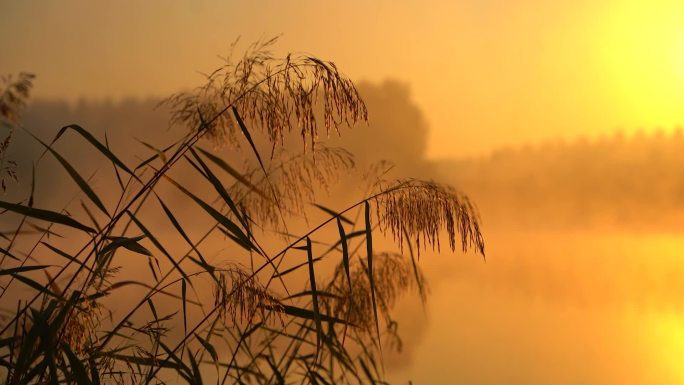 清晨日出 湖边 船舶 秋日芦苇