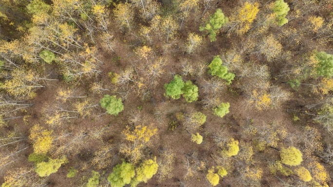 鸟瞰秋季森林风景