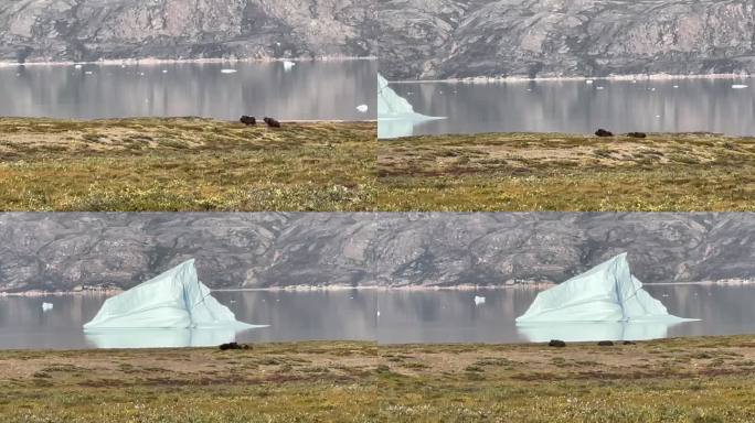 两只麝牛(Ovibos moschatus)正在秘鲁的山区奔跑。Scoresbysund,格陵兰岛。