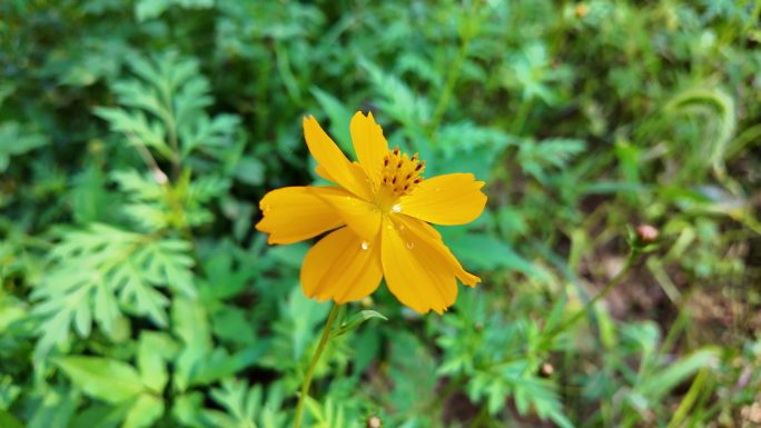 花朵雨露意境慢动作滴水镜头