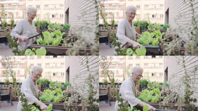 快乐的老妇人在老人的花园里整理生菜