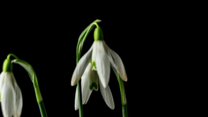 4K延时放大视频的雪花莲花生长和盛开在黑色背景。加兰花在缩小的时间流逝中绽放。