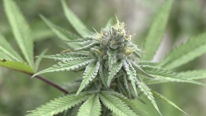 大麻植物特写。种植大麻。杂草的叶子有芽的纹理。药用大麻生长的营养阶段。大麻的花。