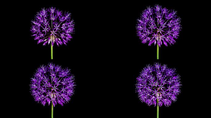 黑底分离大紫葱花开花的时间变化。随着时间的推移栽培装饰大蒜花绽放侧视图，近距离开放洋葱头芽