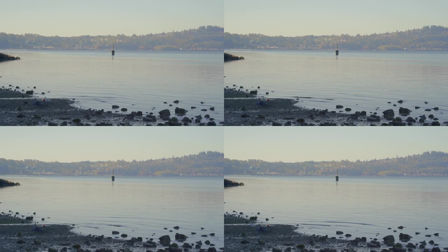 一只海鸥走过风平浪静的海岸线和散落的岩石。