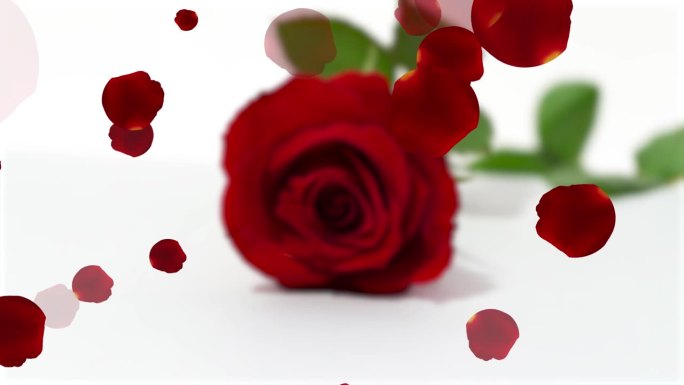红玫瑰花与浮动花瓣动画孤立在白色背景，装饰概念背景情人节，圣诞节，婚礼或其他浪漫的节日