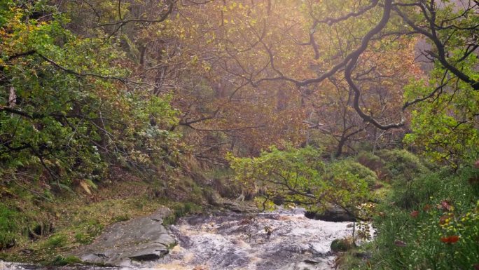 松驰秋冬的森林，河畔的小溪，金黄的橡树，落下的铜叶。漫步在树叶散落的风景中。