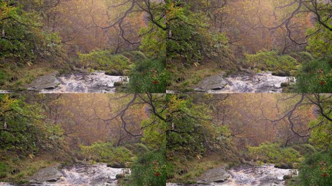 松驰秋冬的森林，河畔的小溪，金黄的橡树，落下的铜叶。漫步在树叶散落的风景中。