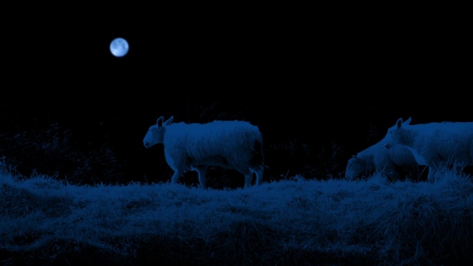 羊在月光下走在田野里