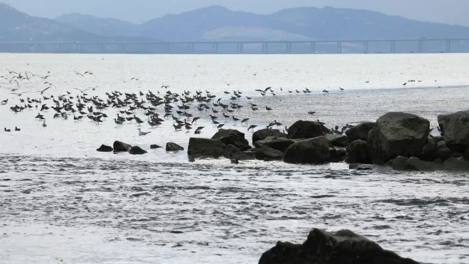 日出在岩石海岸，一只海鸥降落在海上