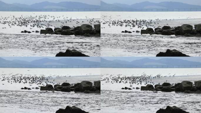 日出在岩石海岸，一只海鸥降落在海上