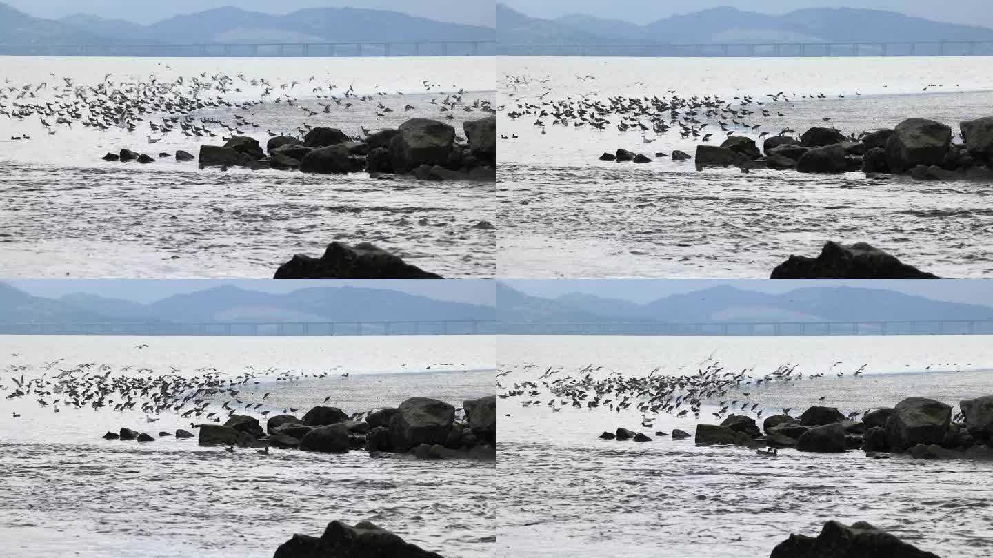 日出在岩石海岸，一只海鸥降落在海上