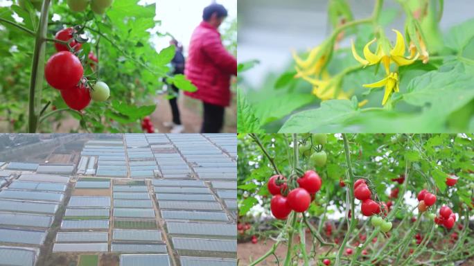 反季大棚小番茄千禧圣女果产地种植园