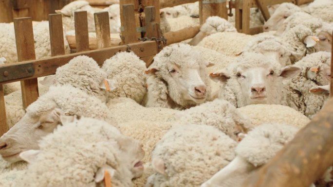 羊圈里等待剪羊毛的羊