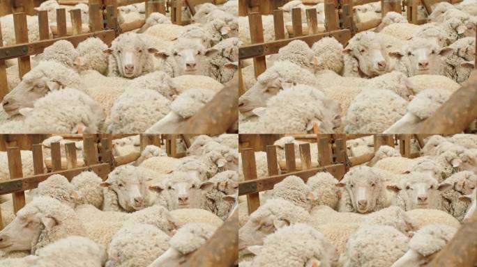 羊圈里等待剪羊毛的羊