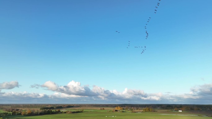 一群候鸟向南飞。爱沙尼亚。
