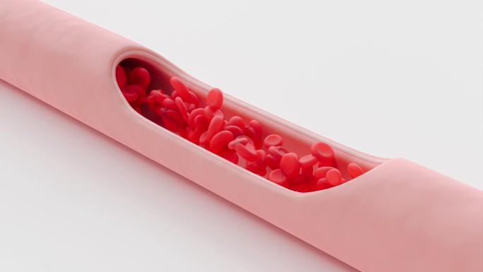 红血球在血管内流动，动脉切面。医学科学和最小的概念。动画无缝循环和Alpha通道。