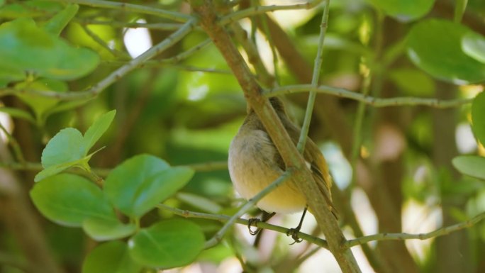 雌性达斡尔红雀(Phoenicurus auroreus)雏鸟躲在灌木丛中
