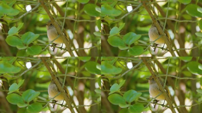 雌性达斡尔红雀(Phoenicurus auroreus)雏鸟躲在灌木丛中