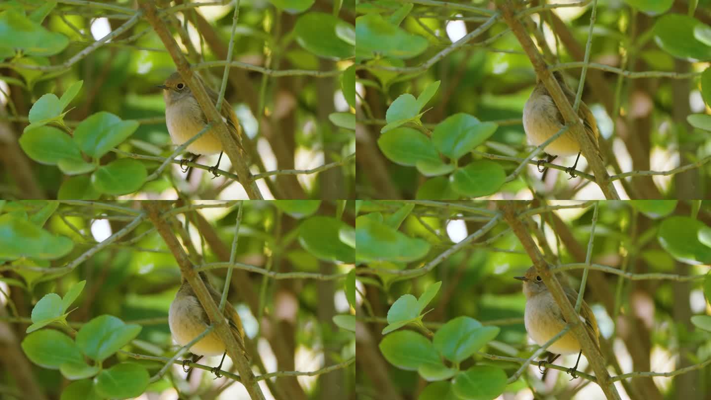 雌性达斡尔红雀(Phoenicurus auroreus)雏鸟躲在灌木丛中