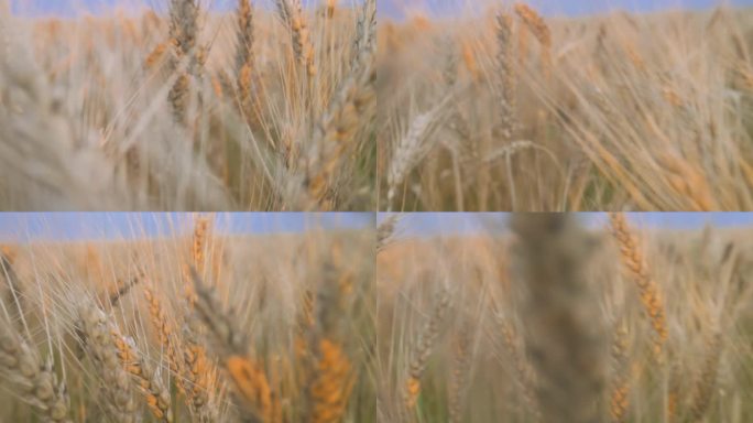 金色的小麦巨像随风舞动。4k的慢动作视频
