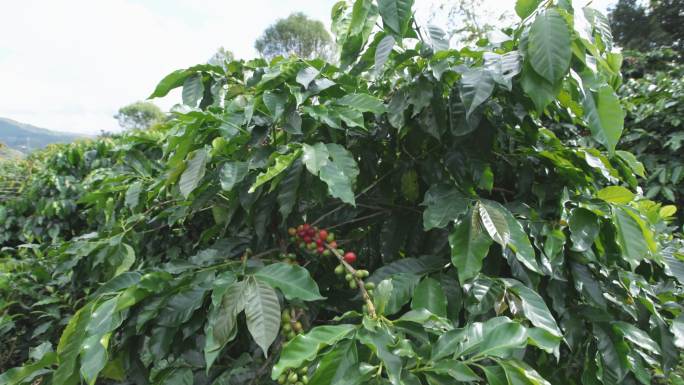 咖啡云南咖啡豆咖啡