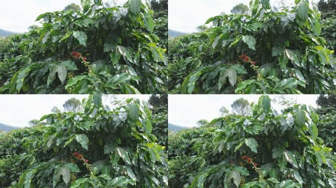 咖啡云南咖啡豆咖啡