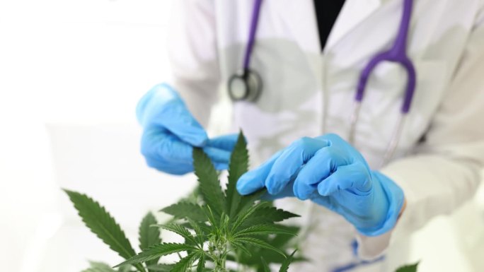 戴着手套的科学家在药用大麻农场为医用大麻产品拿着令人愉快的大麻植物