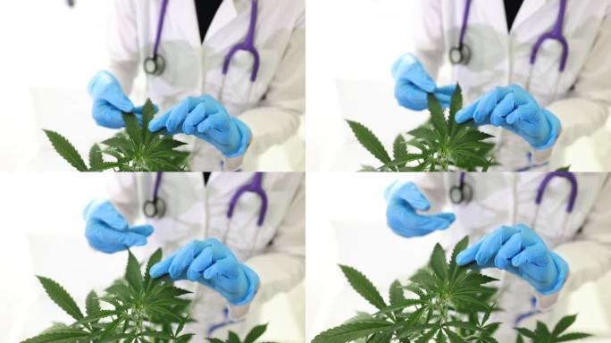 戴着手套的科学家在药用大麻农场为医用大麻产品拿着令人愉快的大麻植物
