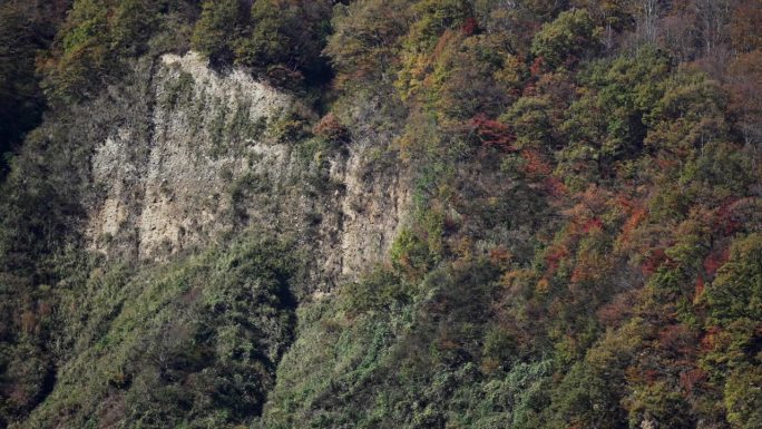 滑坡发生过的山的斜坡，上面长着秋叶