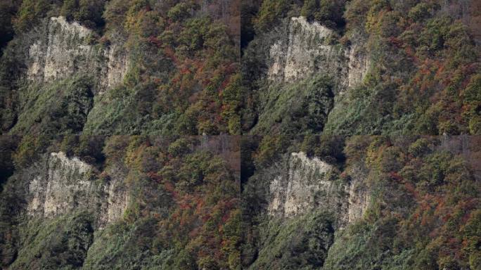滑坡发生过的山的斜坡，上面长着秋叶