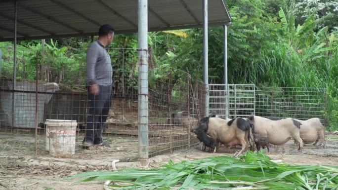 农民 养殖 养猪 喂猪 农村 乡村振兴