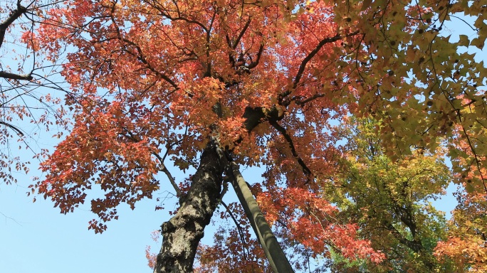 秋天风景，红枫的皇冠