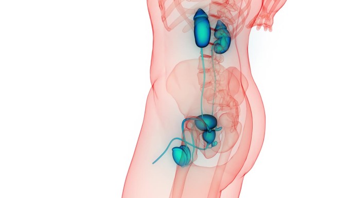 男性生殖系统解剖动画概念