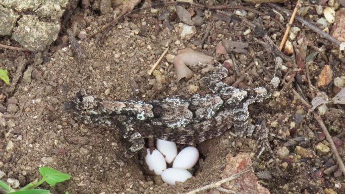 飞蜥蜴在地上产卵生殖行为地面爬行动物