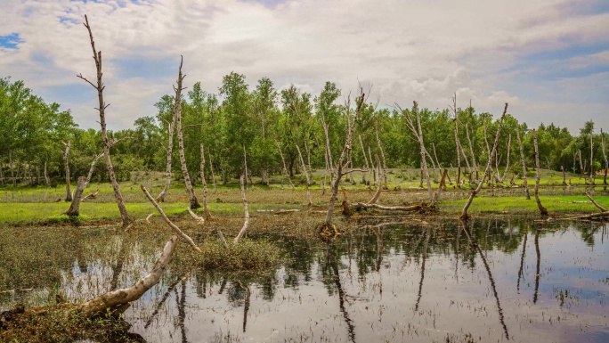 白桦树林延时 生态破坏 湿地
