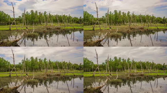 白桦树林延时 生态破坏 湿地