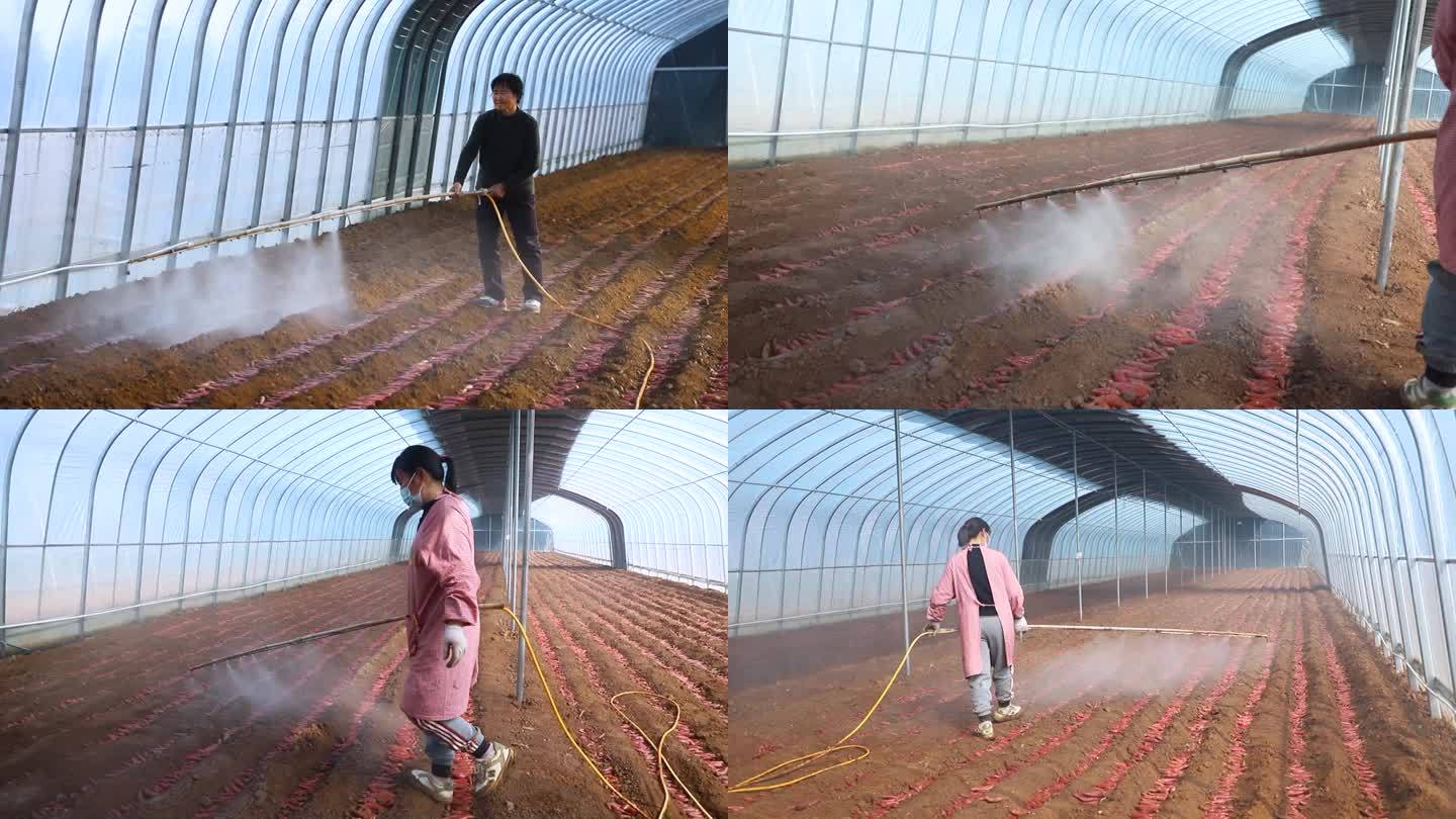 喷洒 红薯育苗 育苗大棚 人工栽培 消毒