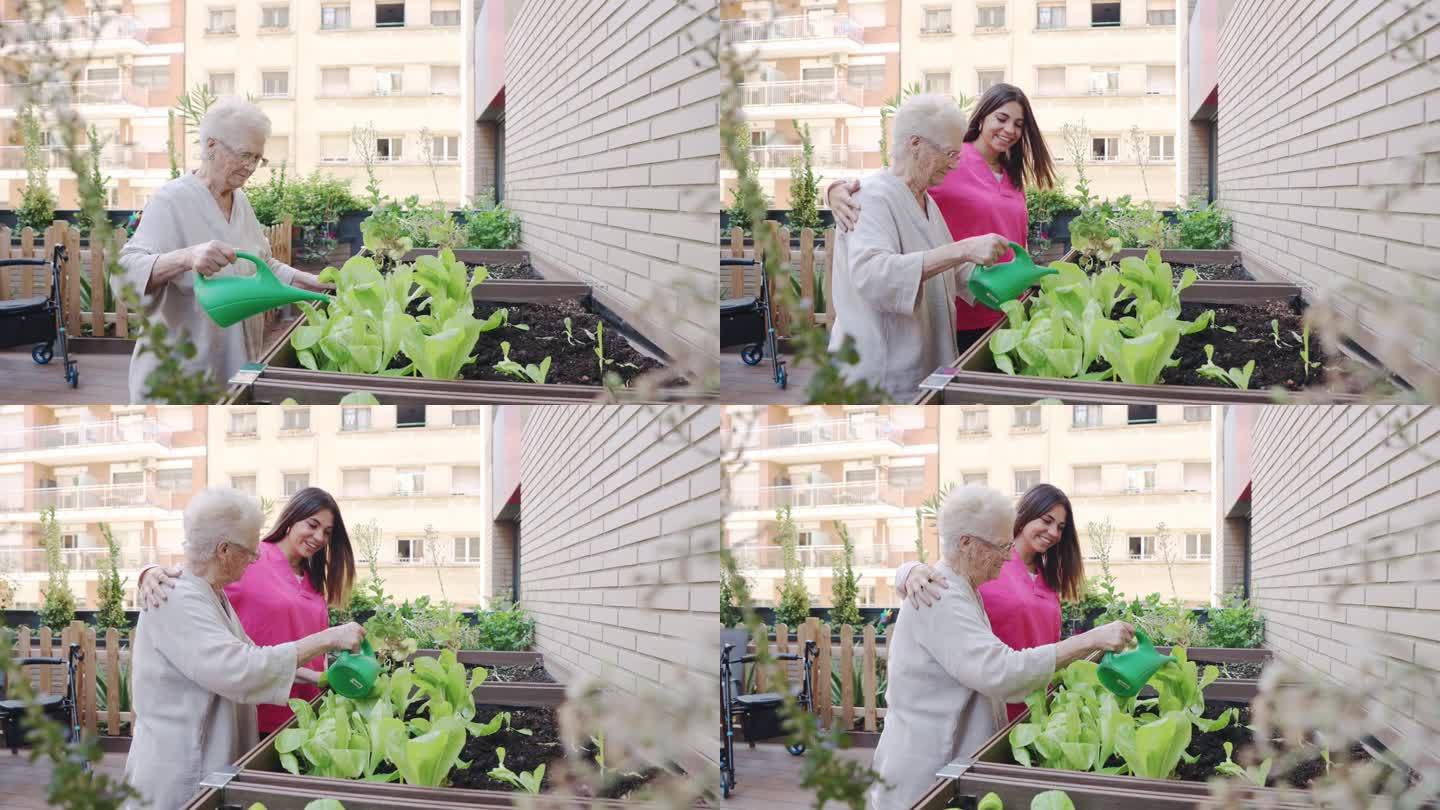 一位老年妇女在城市花园里给植物浇水