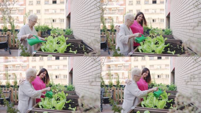 一位老年妇女在城市花园里给植物浇水