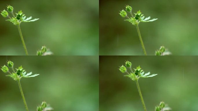 草 绿叶 细雨 1