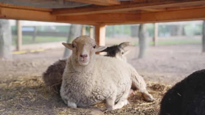 可爱的小白羊和其他人一起在木马厩下休息，拉出来