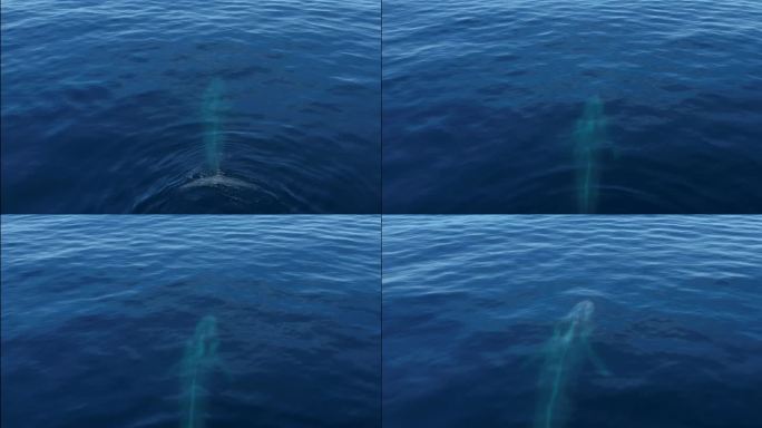在达纳角(Dana Point)，一头蓝鲸浮出水面，吸引了一群兴奋的观鲸游客。