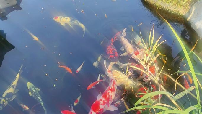 休闲生活庭院锦鲤观赏水池