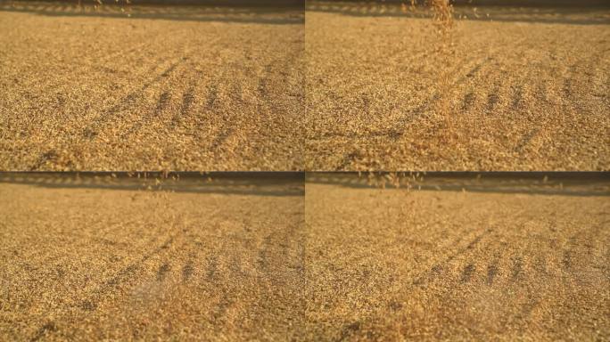 秋季水稻丰收晒谷子慢镜头
