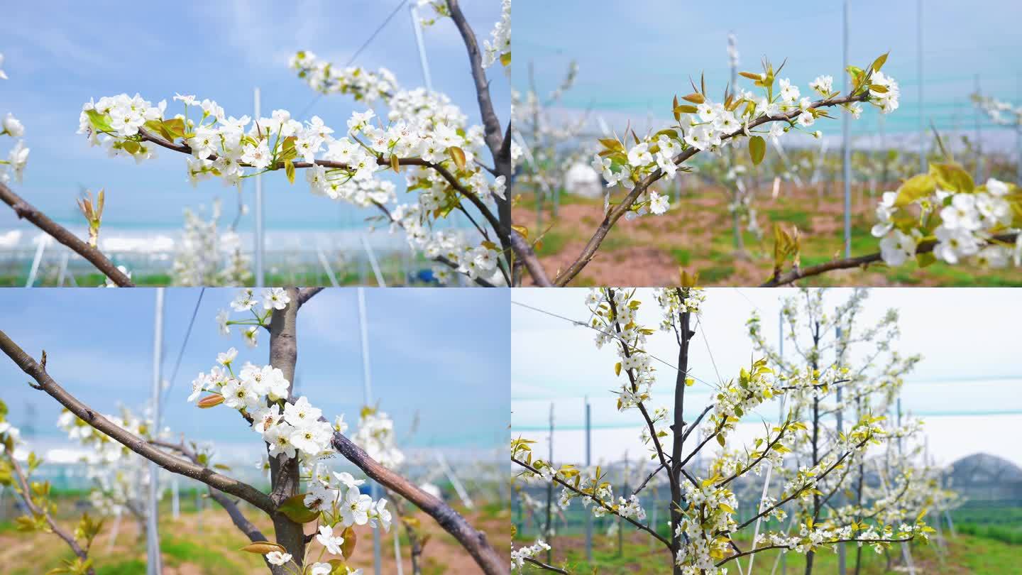 生态农业梨花开放油菜花果园梨树