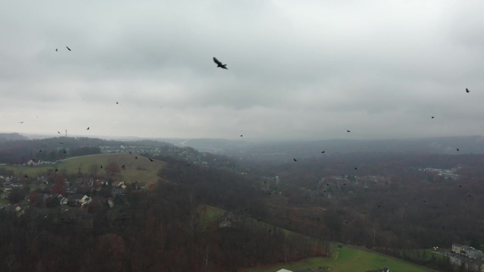 无人机拍摄的秃鹫和乌鸦的大集合